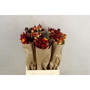 Df Bouquet 50cm Dutch Bord/rd