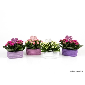KALANCHOE BLOSSFELDIANA 'MINI' E 3817 Duo Lichtroze/Roze/Wit Calandiva