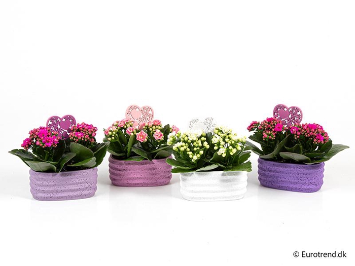<h4>KALANCHOE BLOSSFELDIANA 'MINI' E 3817 Duo Lichtroze/Roze/Wit Calandiva</h4>