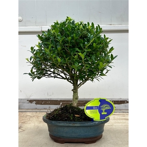 Ilex crenata, 18 cm., broom, without drip tray