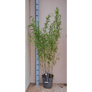 Fargesia nitida 'Volcano'