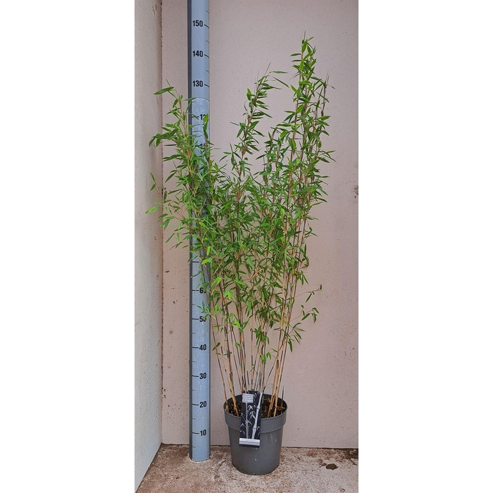 <h4>Fargesia nitida 'Volcano'</h4>