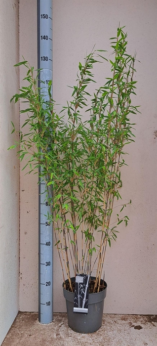 Fargesia nitida 'Volcano'