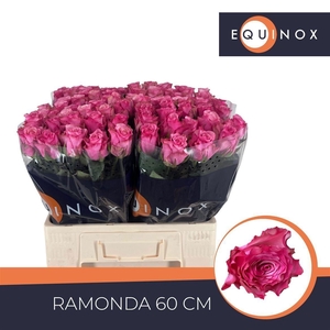 Rosa large flowered Ramonda