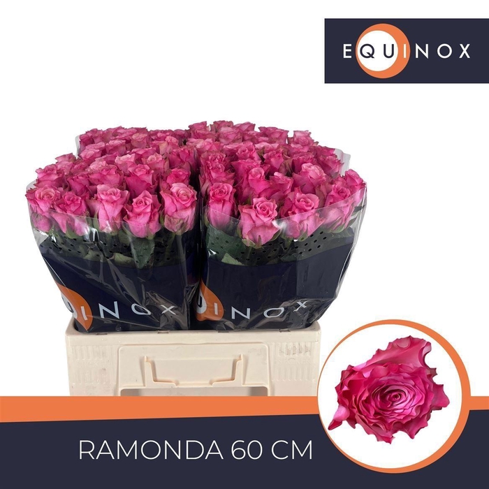 <h4>Rosa large flowered Ramonda</h4>