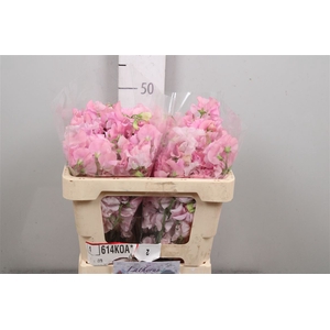 Lathyr Parfum P Pink