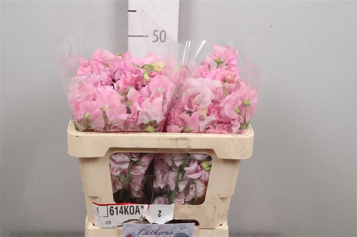 <h4>Lathyr Parfum P Pink</h4>