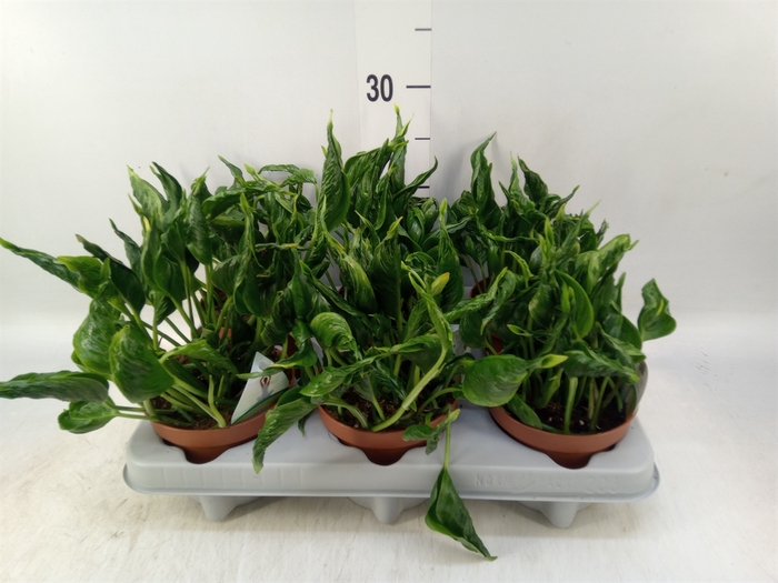 <h4>Epipremnum   ...</h4>