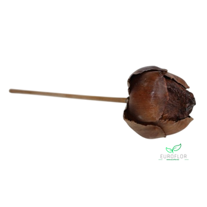 TAL FRUIT 15CM ZAK VAN 10 STUKS