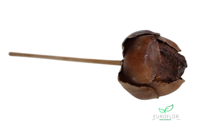 TAL FRUIT 15CM ZAK VAN 10 STUKS