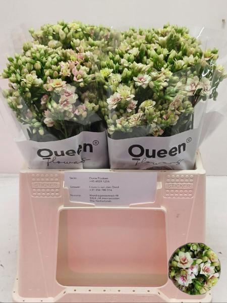 <h4>Kalanchoe Overig Meadow</h4>
