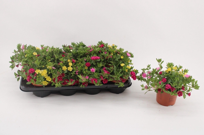 <h4>Calibrachoa 'MyBonnie' YellowPurplePink</h4>