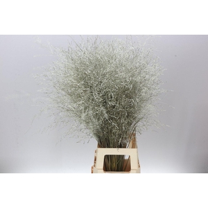 Panicum Painted Platina