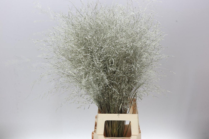 <h4>Panicum Painted Platina</h4>