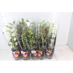 DENDROBIUM P12 PREMIUM