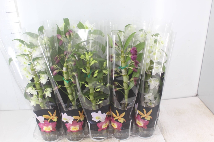 <h4>DENDROBIUM P12 PREMIUM</h4>