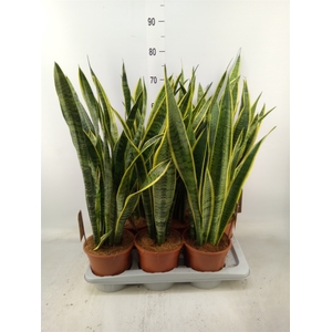 Sansevieria trifa. 'Laurentii'