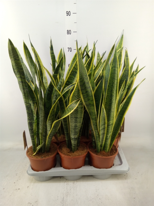 <h4>Sansevieria trifa. 'Laurentii'</h4>