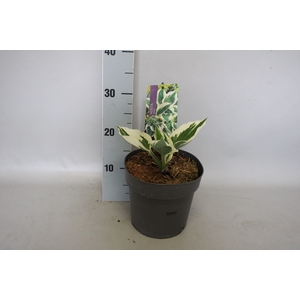 vaste planten 19 cm  Hosta Patriot afd. 1