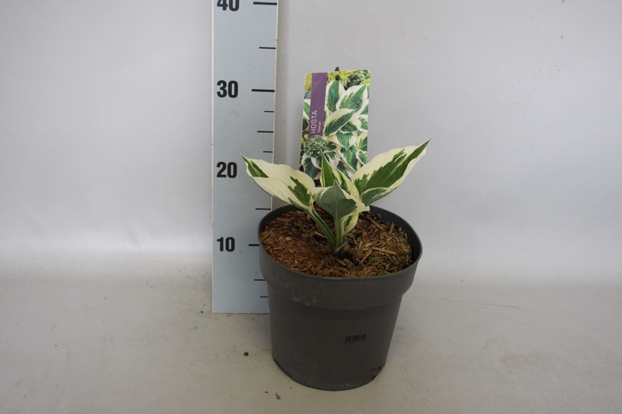 <h4>vaste planten 19 cm  Hosta Patriot afd. 1</h4>