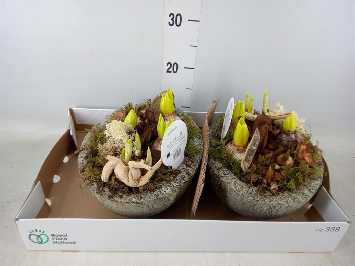 <h4>Arr.   Bol/Knolgewas L%</h4>