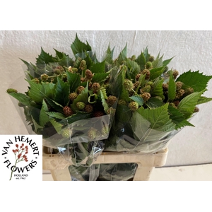 RUBUS FR CHESTER