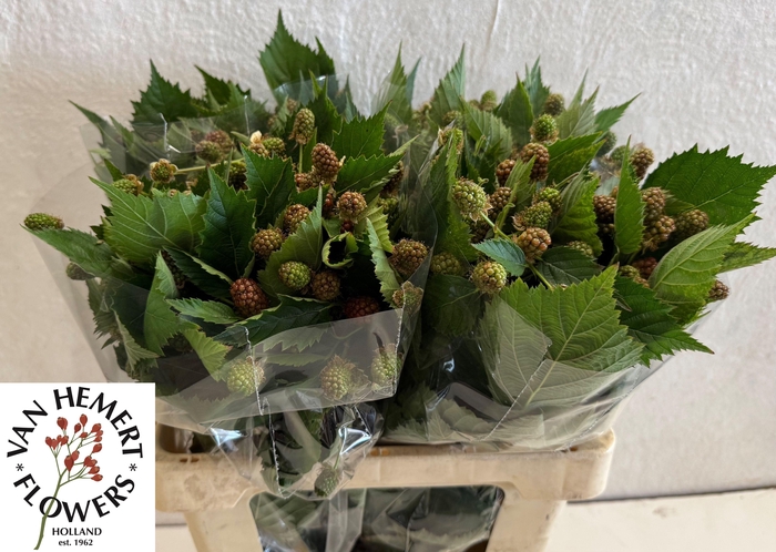 <h4>RUBUS FR CHESTER</h4>