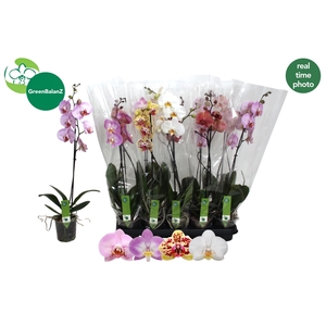 PHAL GEM 4 KL