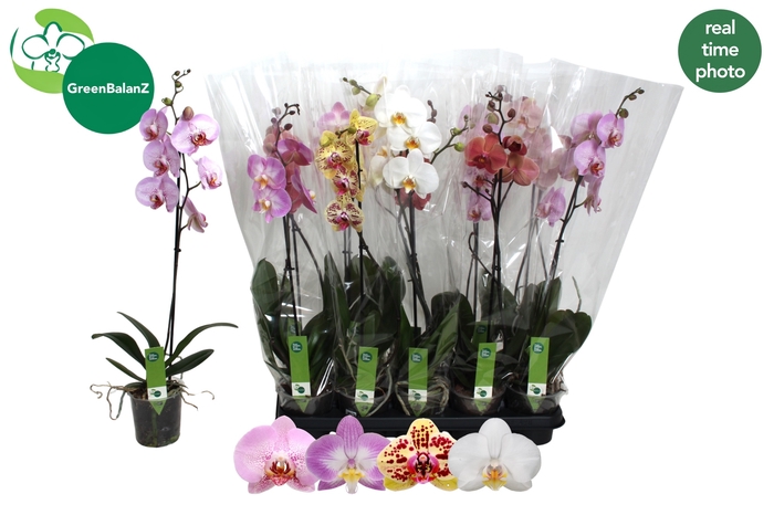 <h4>PHAL GEM 4 KL</h4>