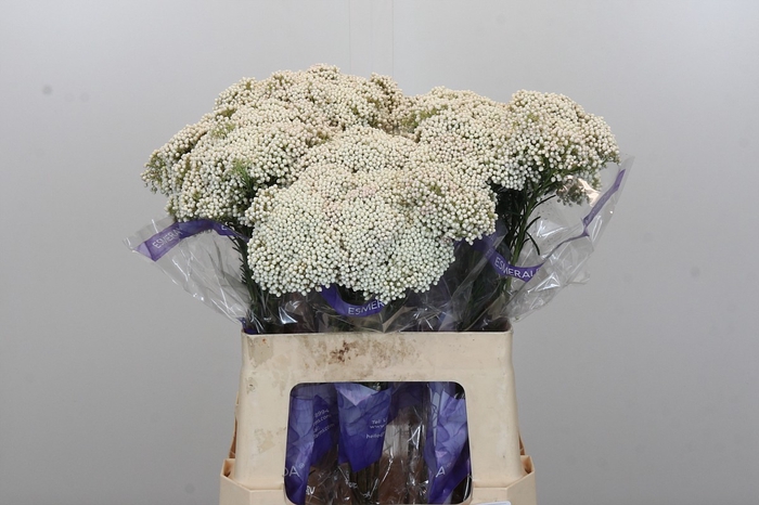 <h4>Ozothamnus Cooks Snow White</h4>