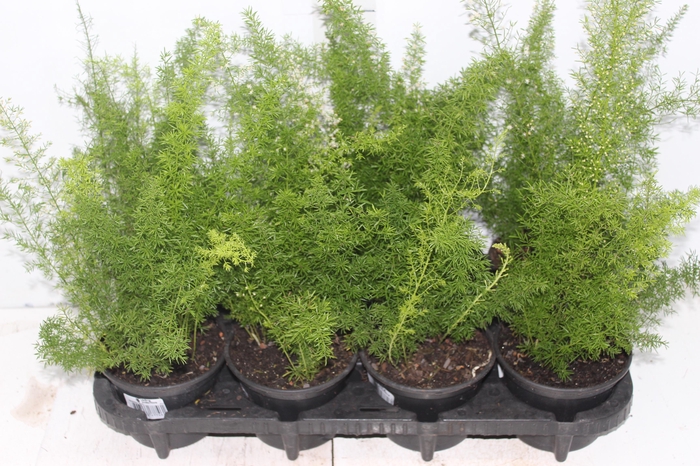 <h4>ASPARGO REAL P15</h4>