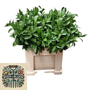 RUSCUS HYPOPHYLLUM
