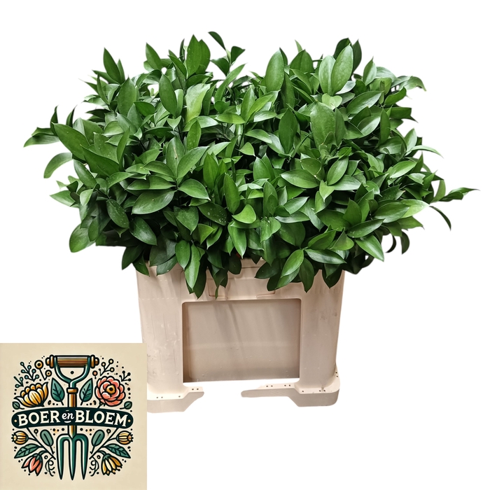 <h4>RUSCUS HYPOPHYLLUM</h4>