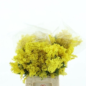 ACACIA BAILEYA BL BS