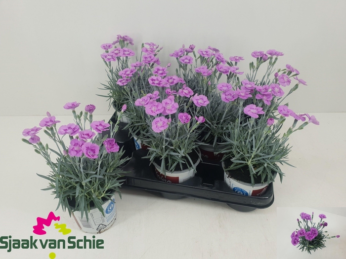 <h4>DIAN AZTEC STAR</h4>