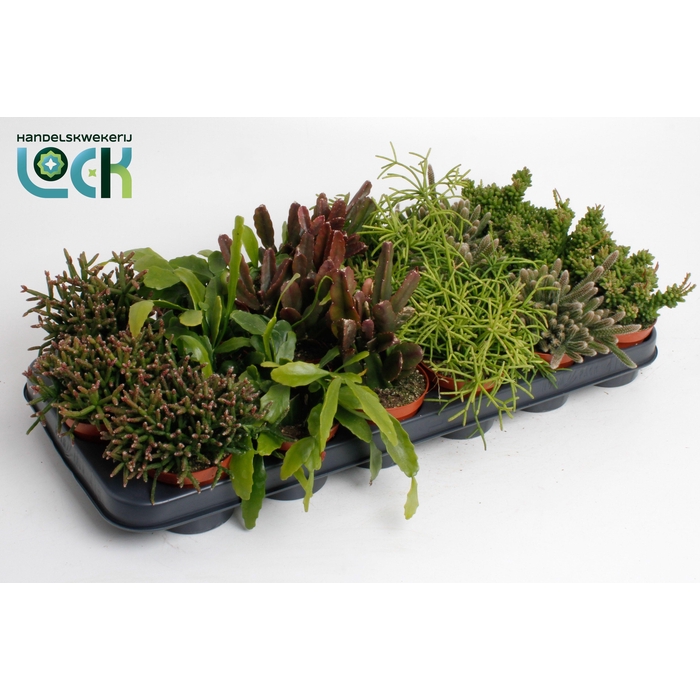 <h4>RHIPSALIS OV</h4>