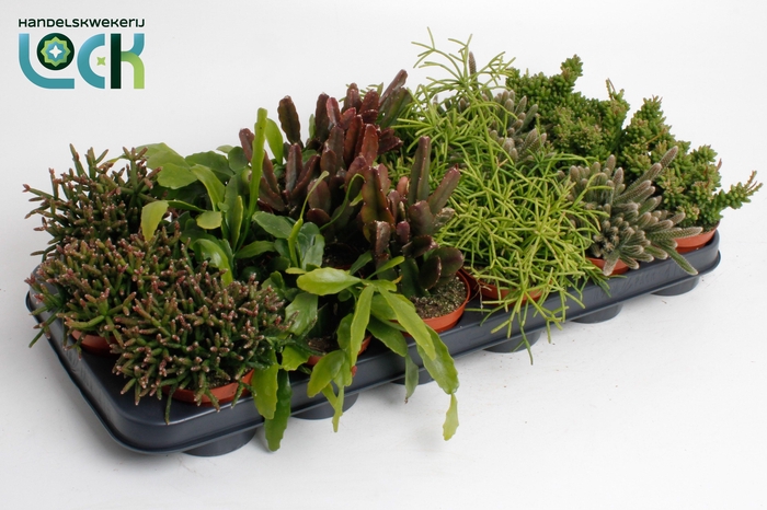 RHIPSALIS OV