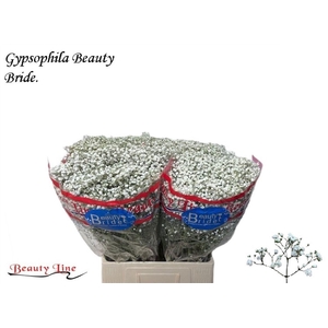 GYPS PA BEAUTY BRIDE