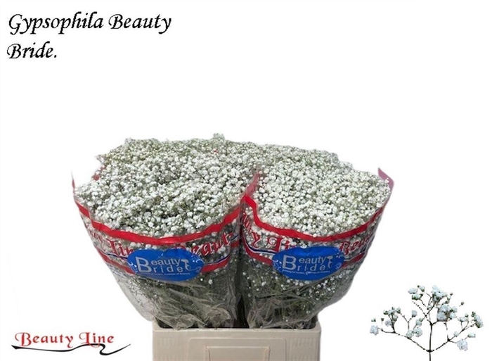 <h4>GYPS PA BEAUTY BRIDE</h4>