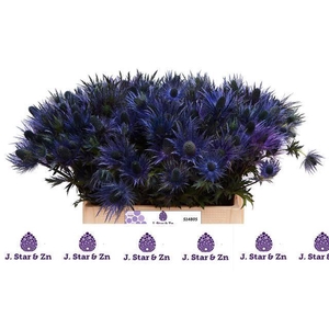 ERYNGIUM ALP.