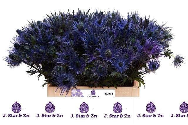 <h4>ERYNGIUM ALP.</h4>