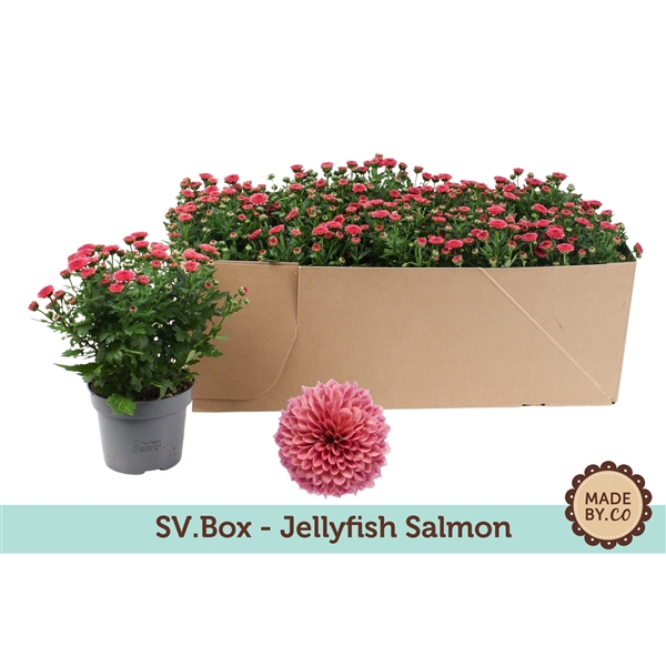 <h4>Chrysant Jellyfish Salmon in SV.Box</h4>