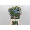 Oxypetalum Tweedia Blue