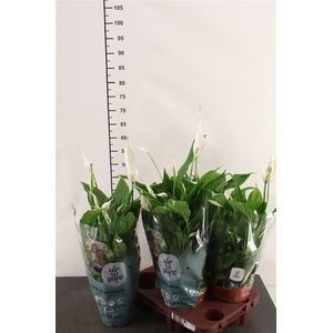 Spathiphyllum 15 Cm. P. Pearl Cupido