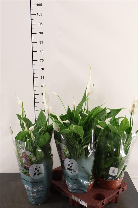 <h4>Spathiphyllum 15 Cm. P. Pearl Cupido</h4>
