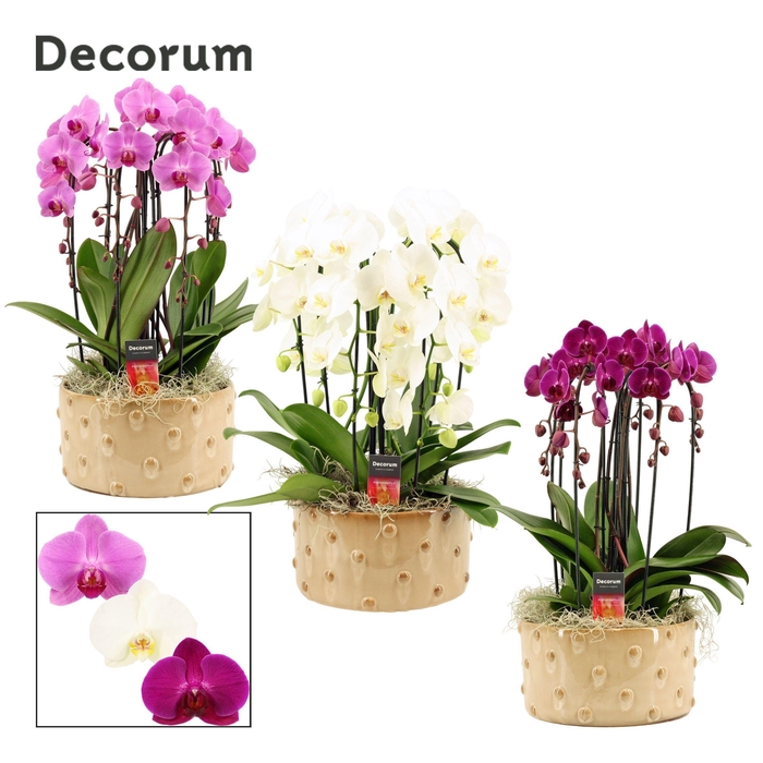 <h4>Belle cascade 6 tak symphony mix (Deco-collection)</h4>