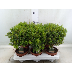 Myrsine africana