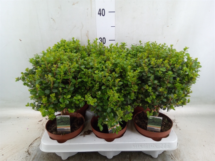<h4>Myrsine africana</h4>