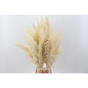 Cortaderia Fluffy White large