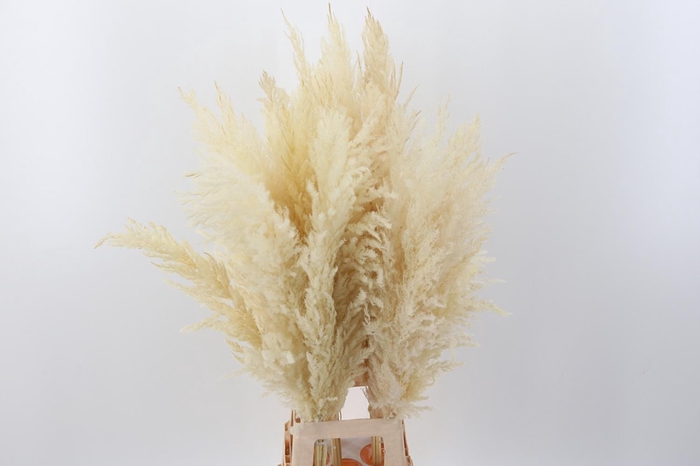 Cortaderia Fluffy White large